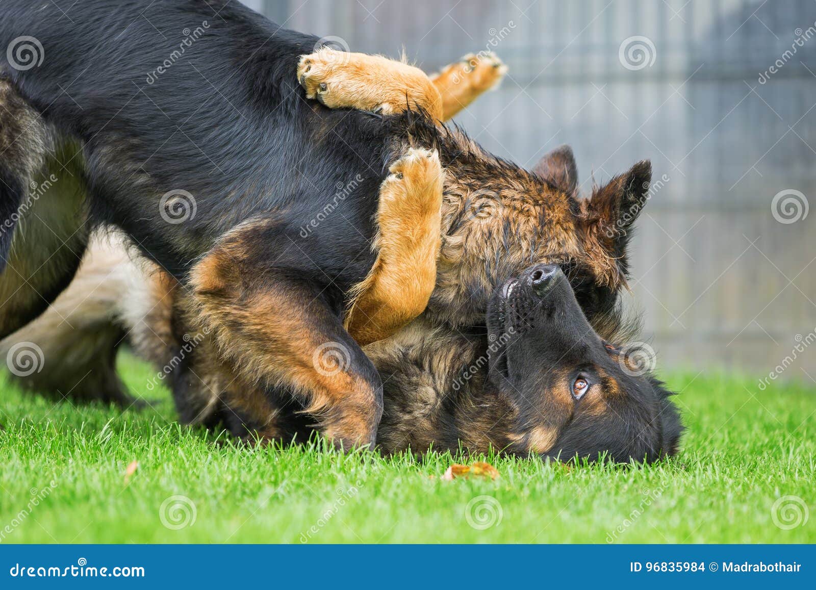 german shepherd fighting