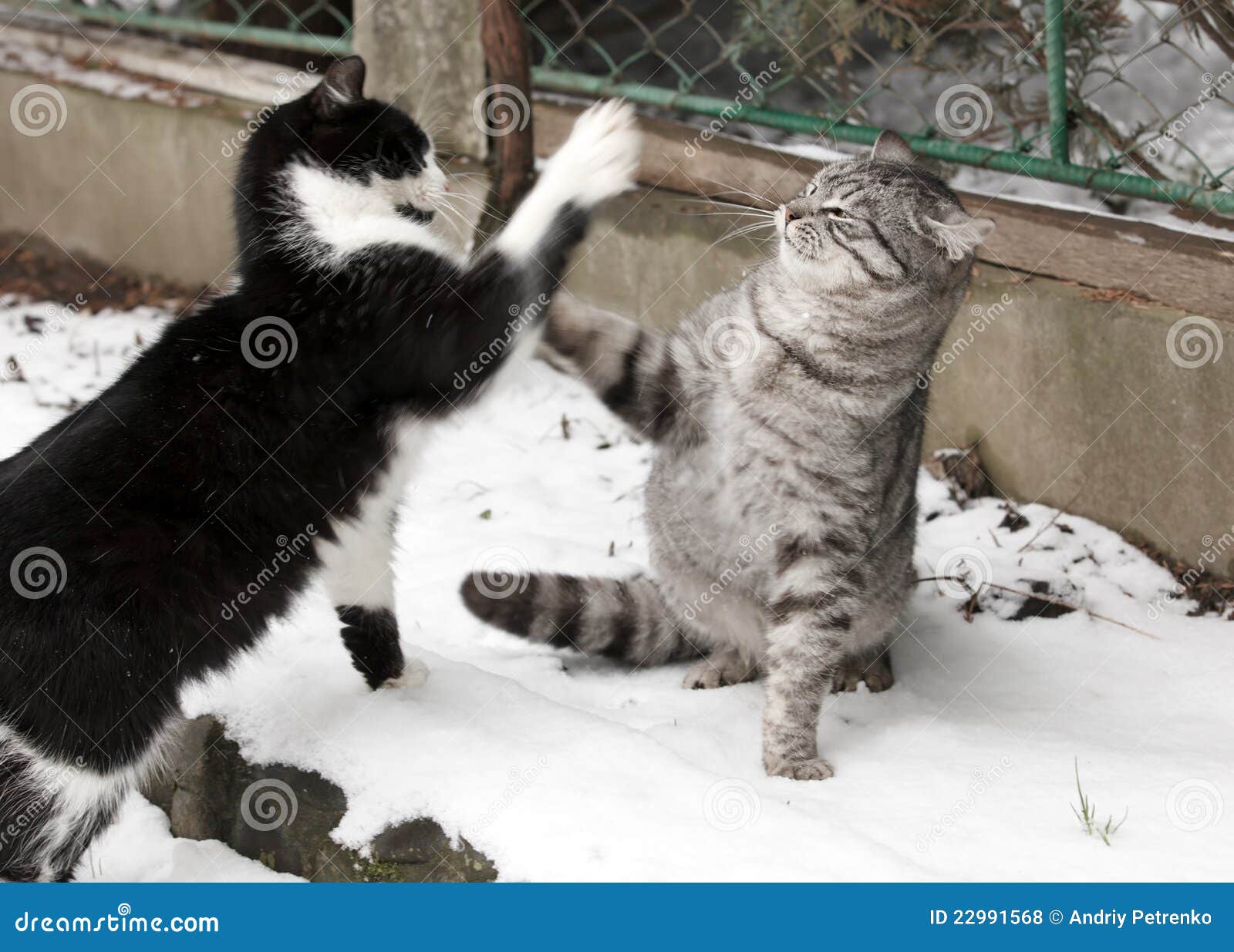 Two fighting young cats stock photo. Image of animal 22991568