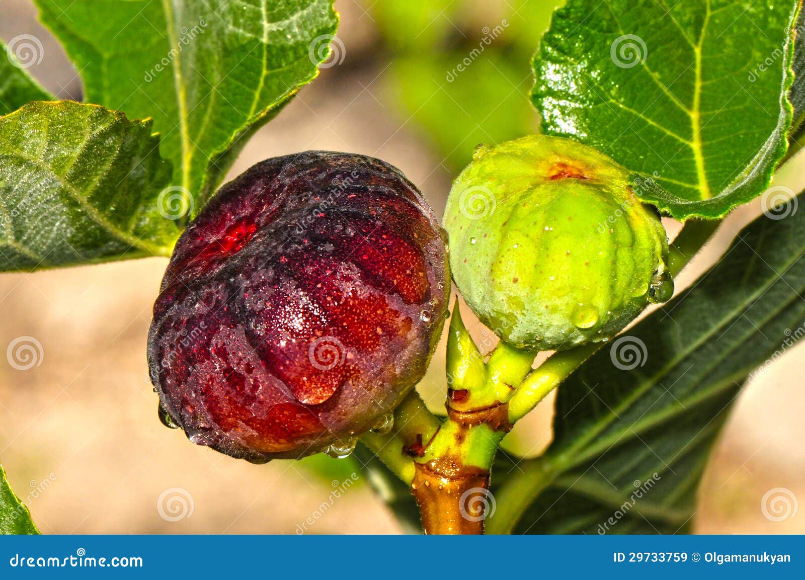 Green and Purple Figs stock image. Image of edible, garden 29733759