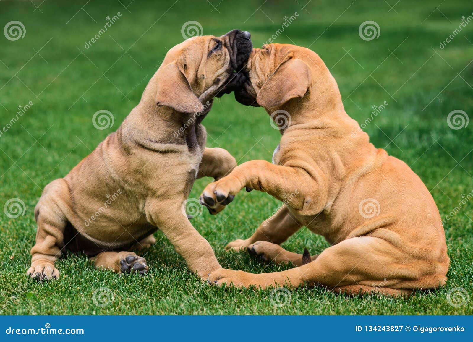 two fila brasileiro brazilian mastiff puppies having fun