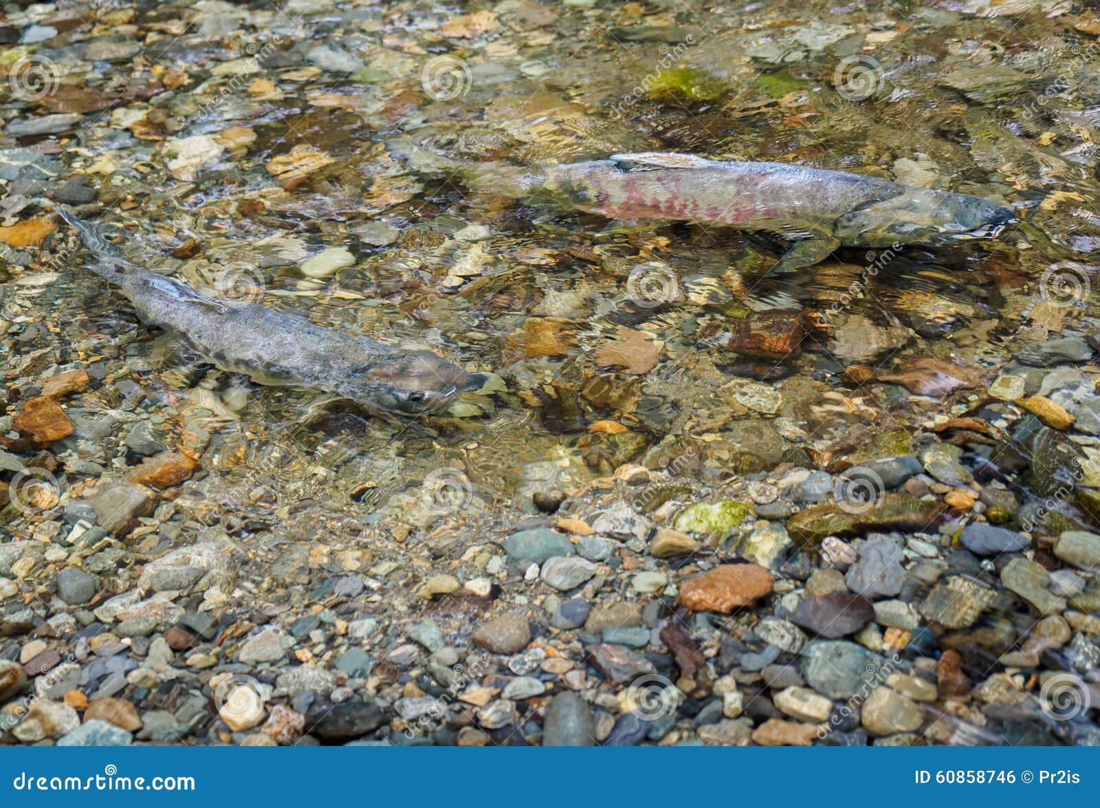 Two fish during salmon run stock photo. Image of stream 60858746