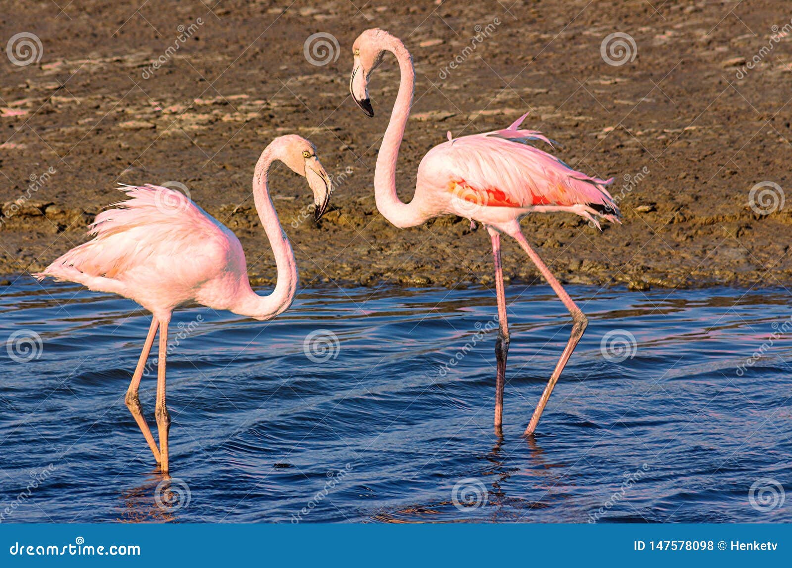 Flamingo Lovers