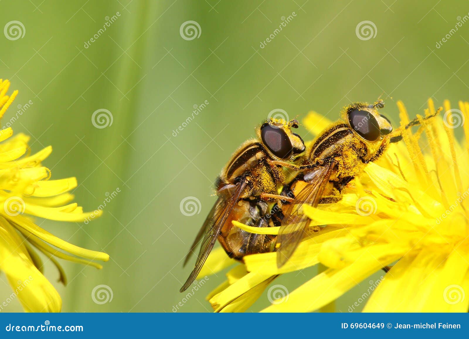 Two Flies Mating On A Flower Stock Image Image of macro, close 69604649