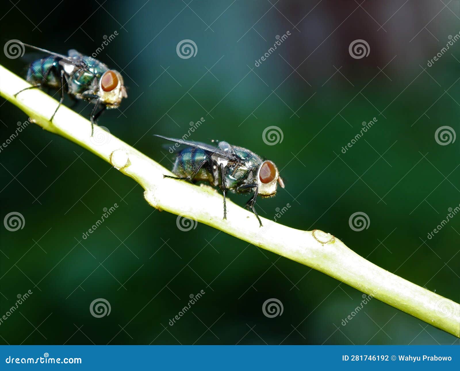 two flies perching on a branch of tree