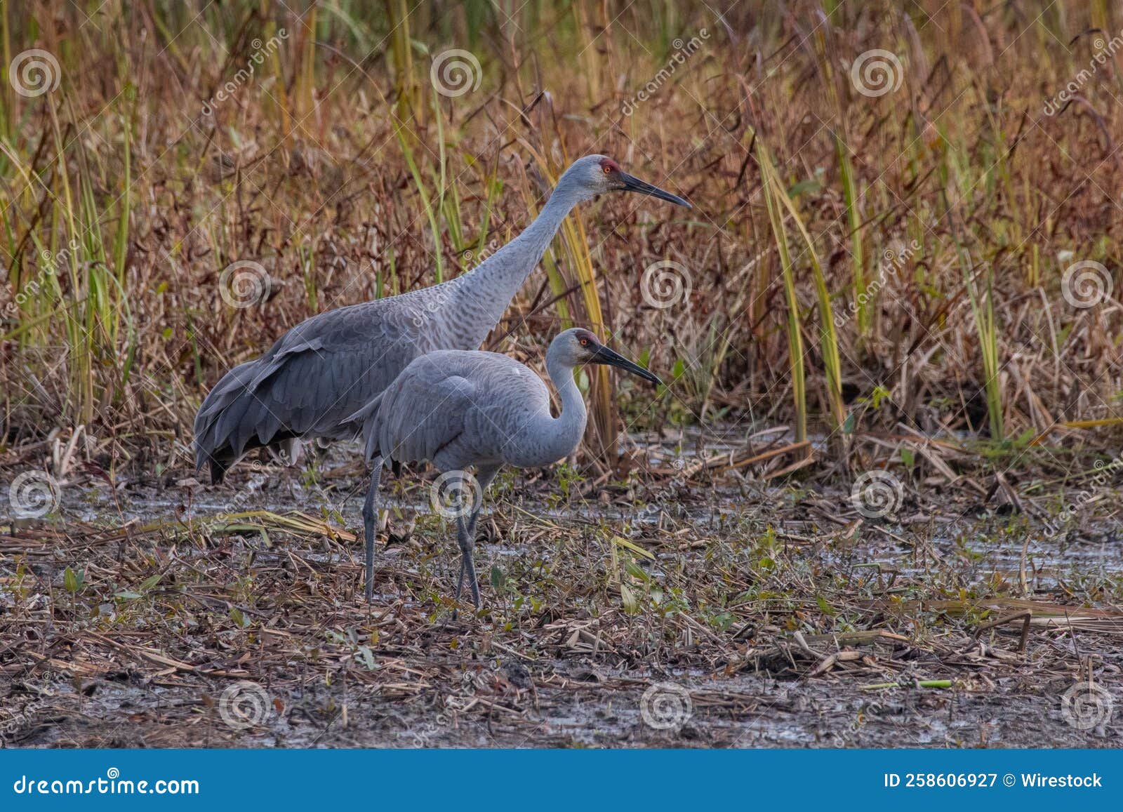 Two Florida Sandhill Cranes on Grass. Stock Image Image of grass