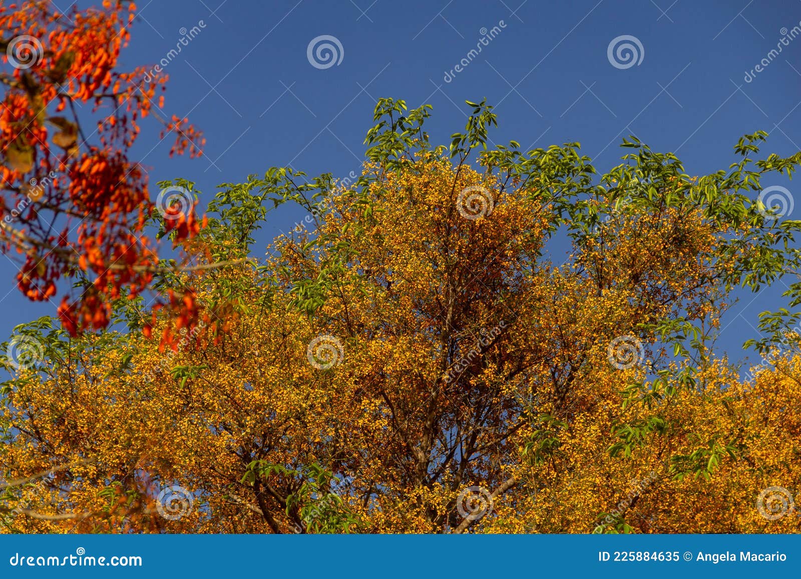 two flowering trees - mulungu e feijÃÂ£o cru.