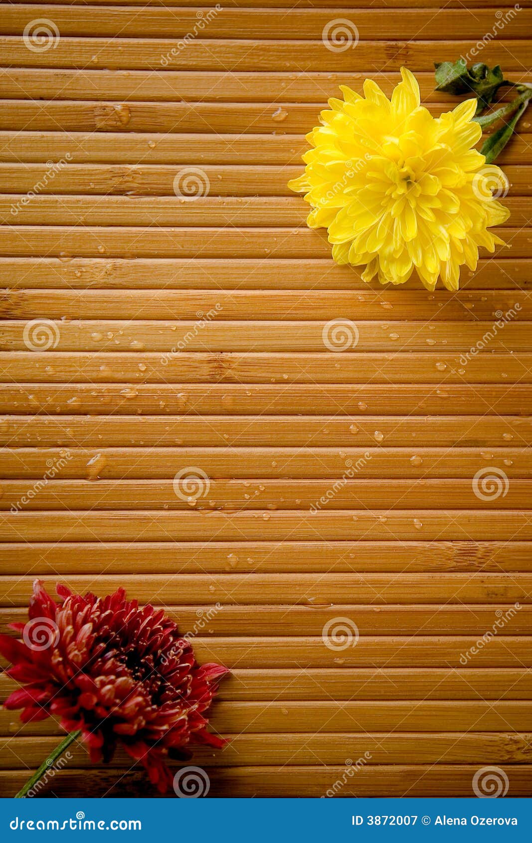 Two flowers and drops. Two yellow and magenta flowers and water drops on bamboo