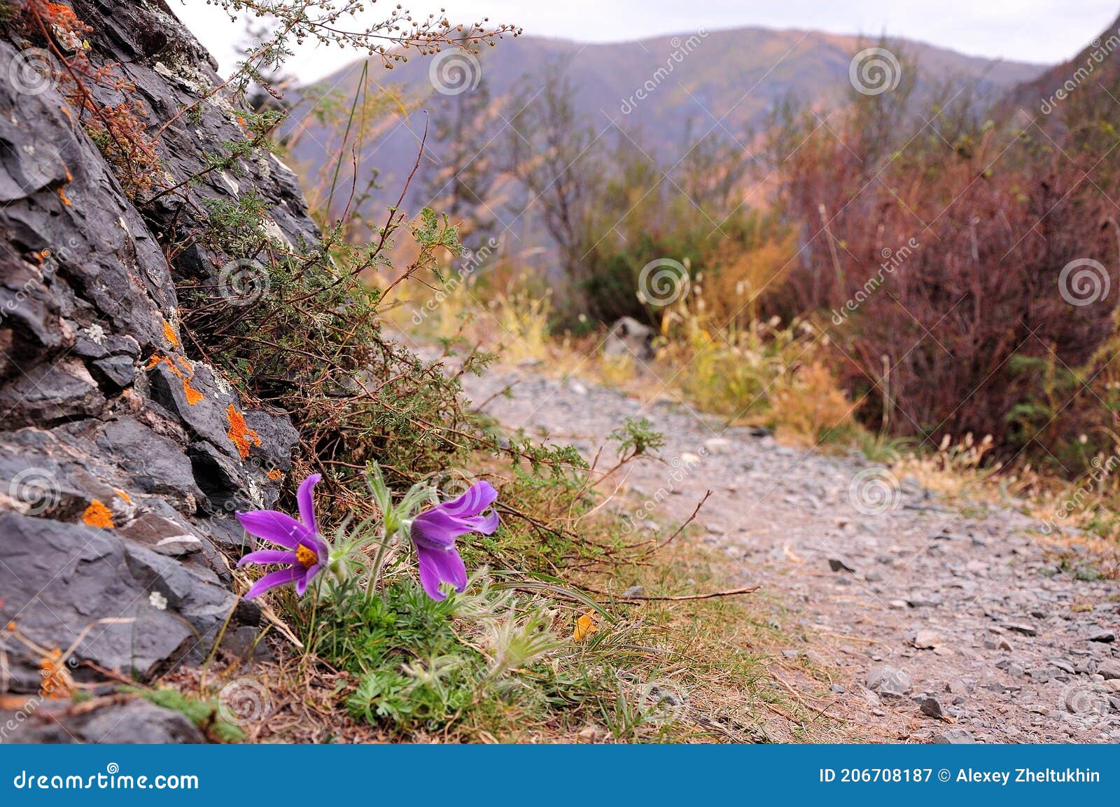 Two Flowers Of A Mountain Violet On A Rocky Mountainside With A Blurry