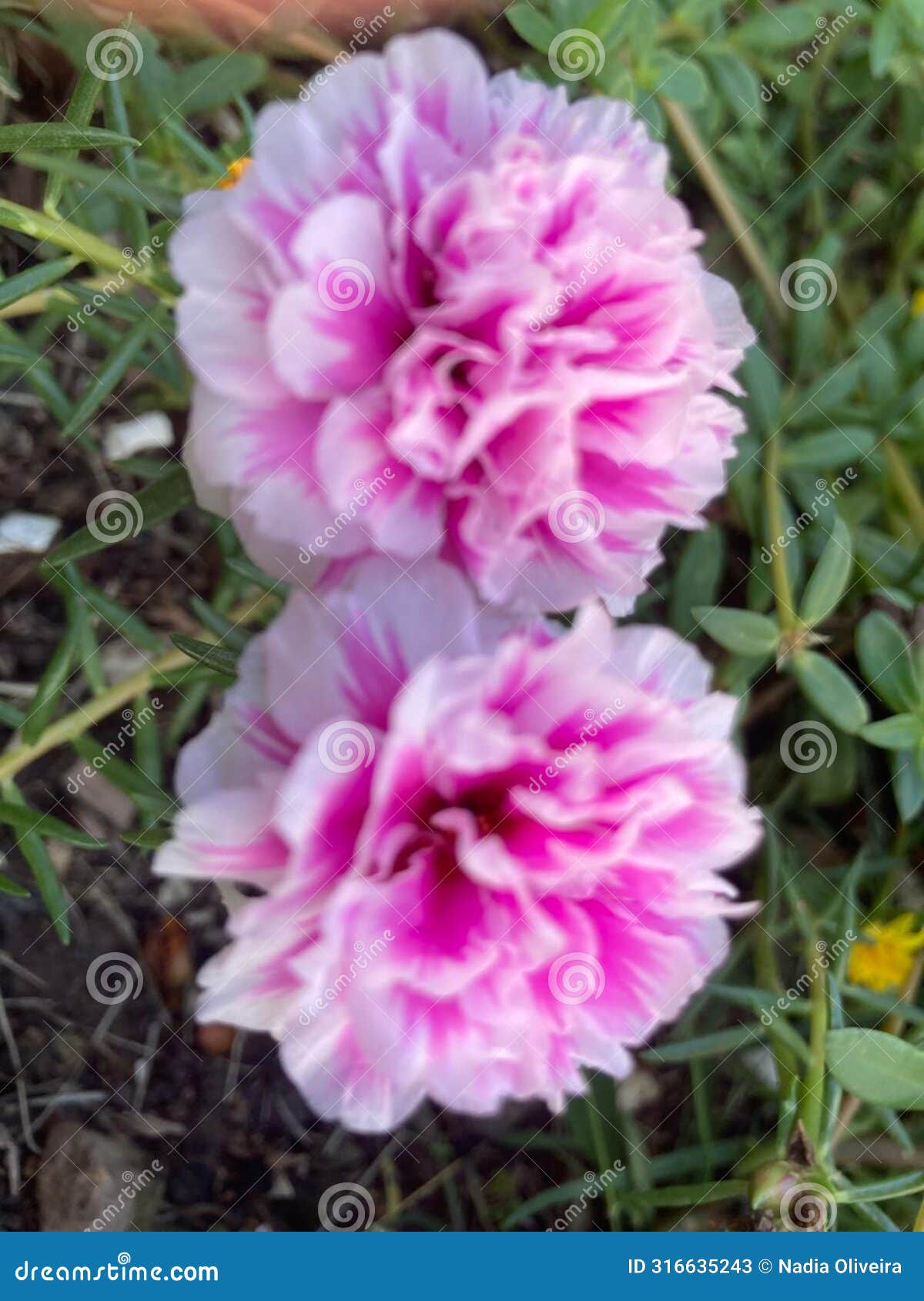 two flowers popularly called eleven-hour flowers (portulaca grandiflora), white with pink hues.