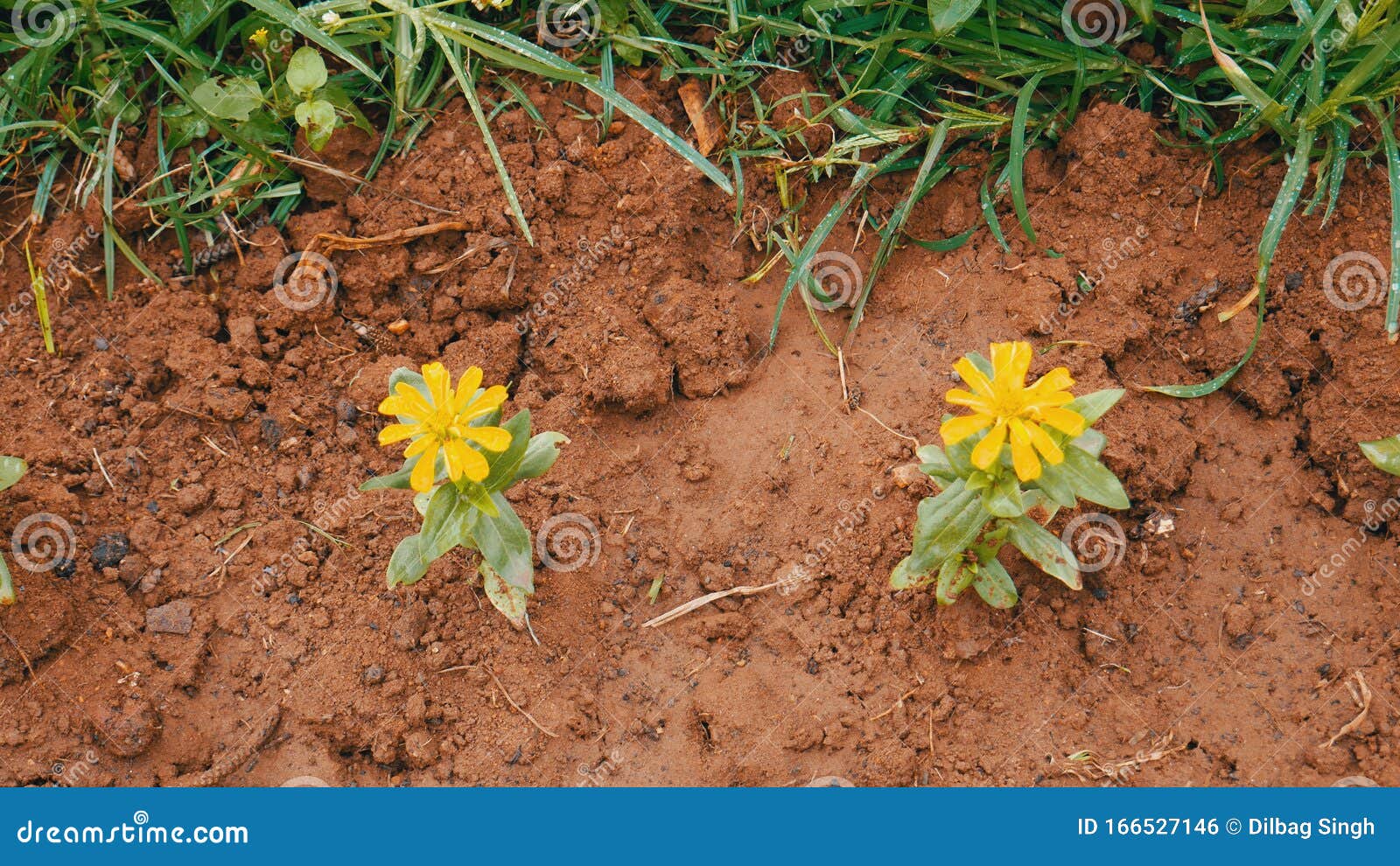 Two flowers in soil stock photo. Image of floral, scenic 166527146