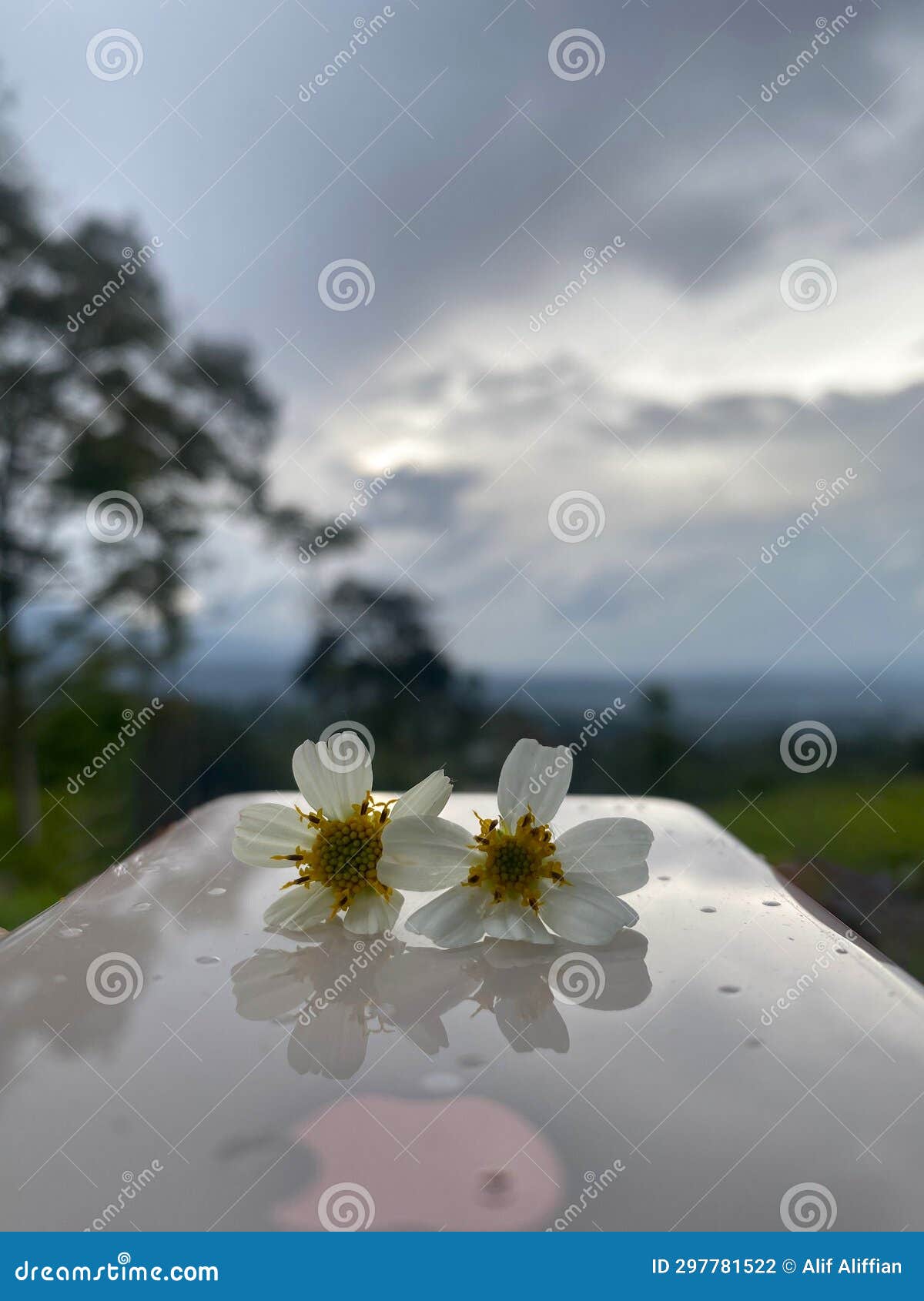 two flowers that are very harmonious with a beautiful natural background