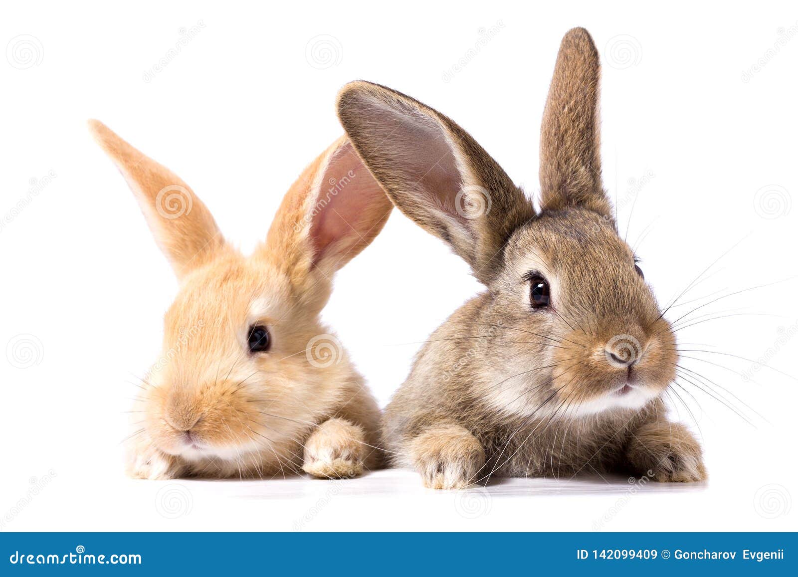 two fluffy bunnies look at the signboard.  on white background easter bunny. red and gray rabbit peeking.