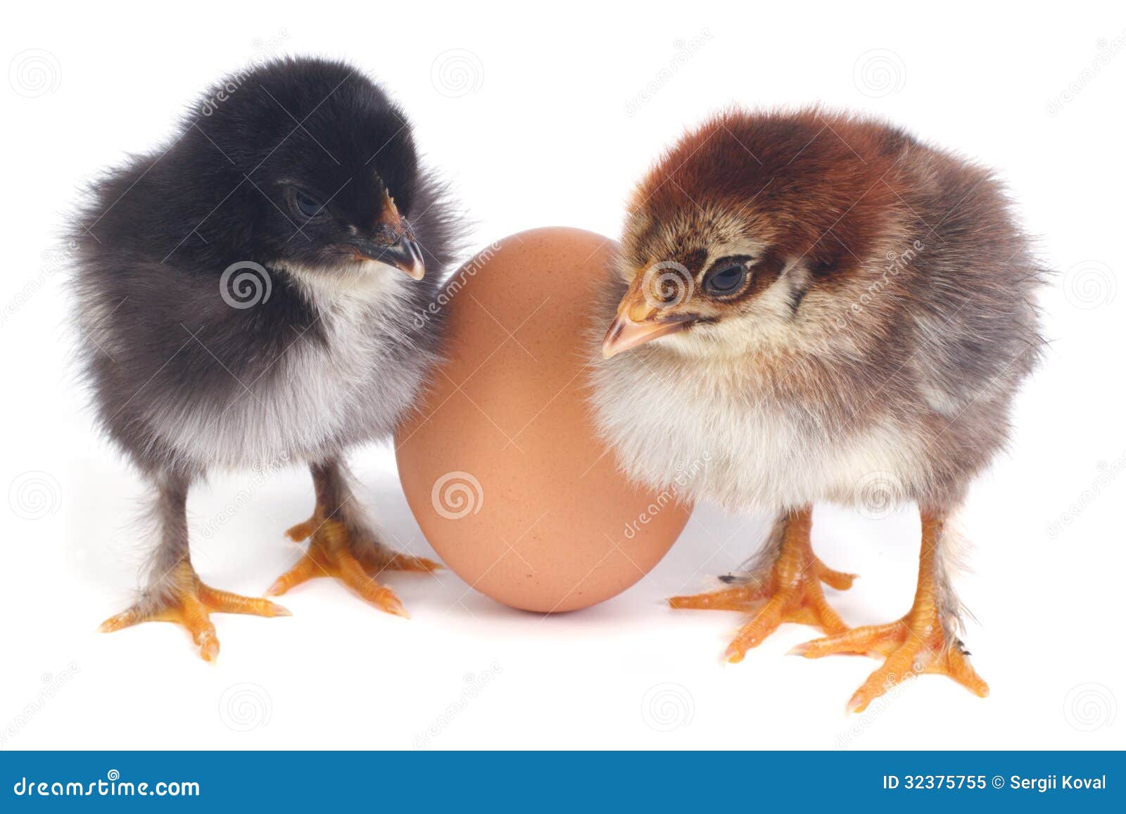 Two Fluffy Chicken Stand Near the Eggs Isolated Stock Image Image of