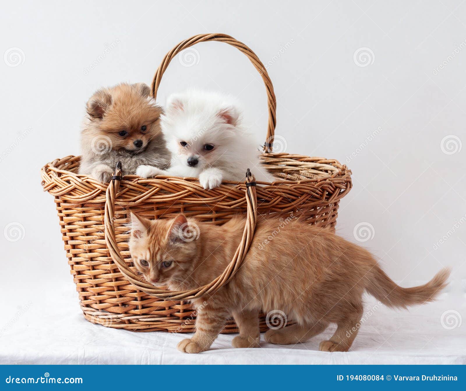two fluffy pomeranian puppies of white and sable color sit in a basket, in front of which a red tabby kitten passes