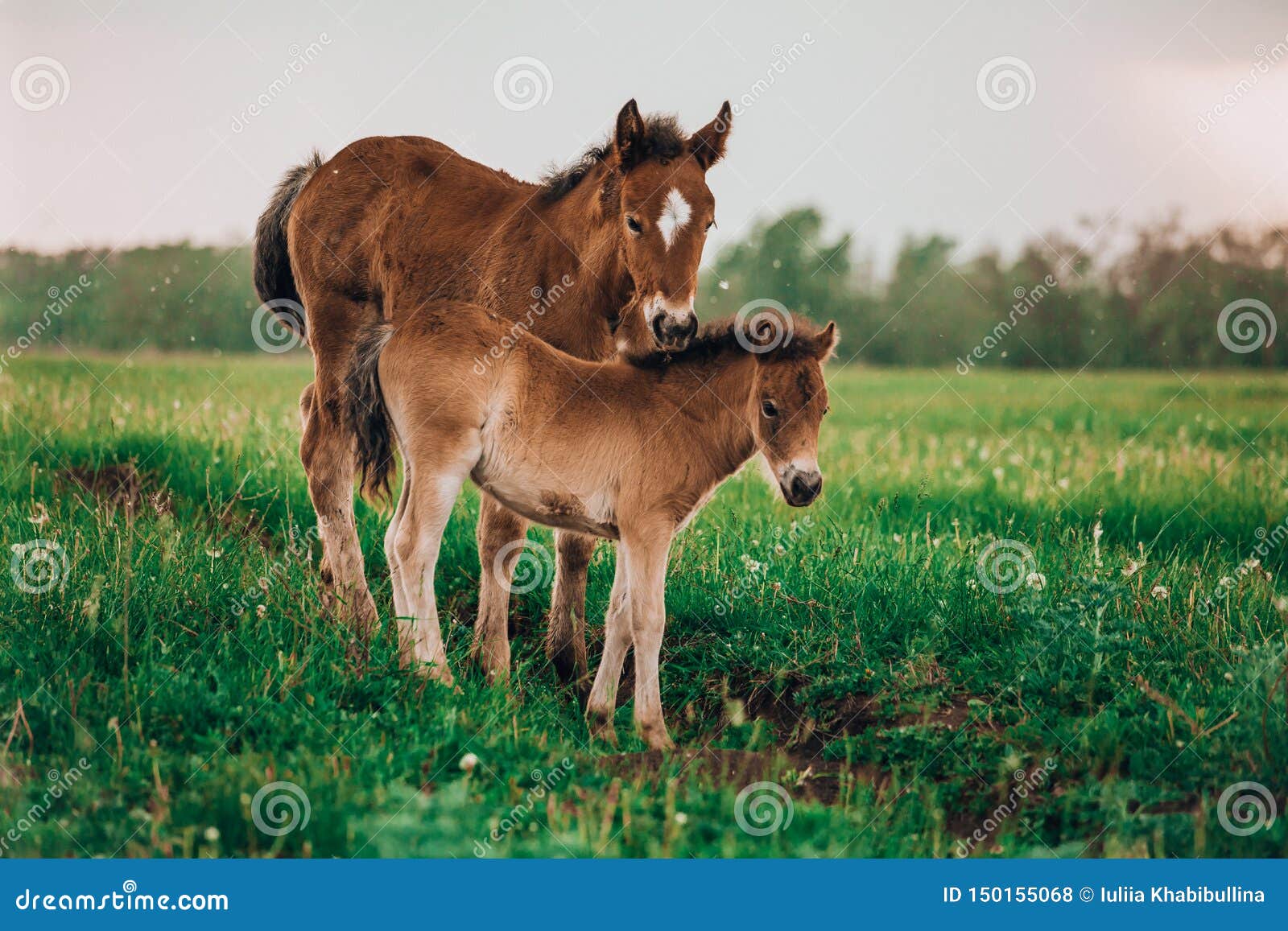 Two Foals Playing Together on the Maedow Stock Photo - Image of ...