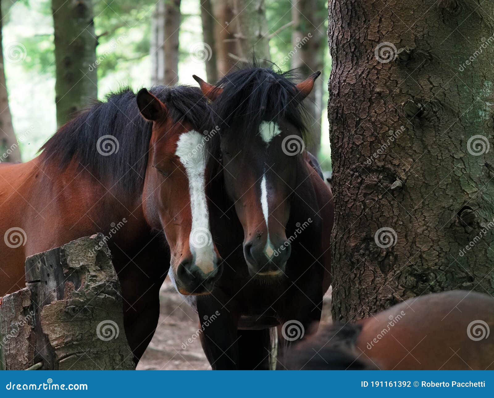 two free horses in giacopiane lake