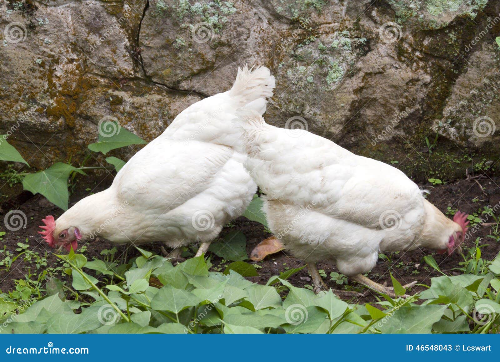 Two Free Range Chickens Scratching among Sweet Potato Plants Stock
