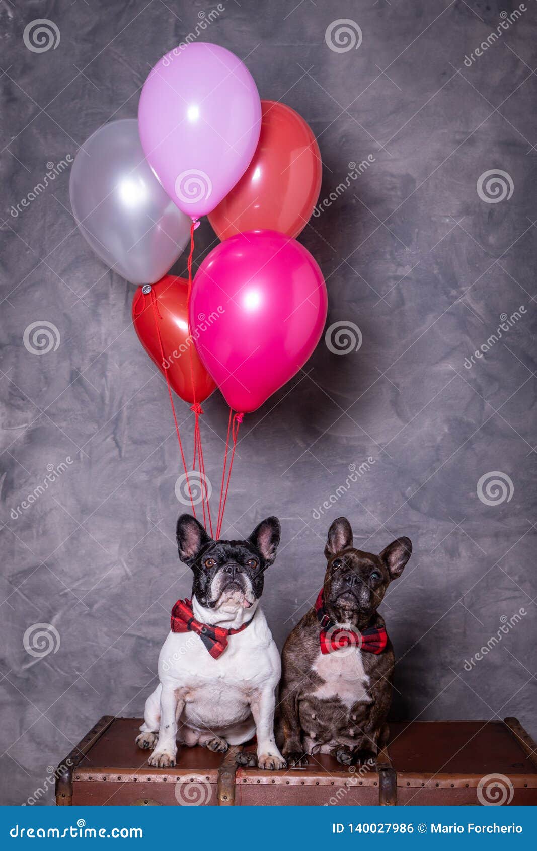 two french bulldog posing with red tie and colored balloons