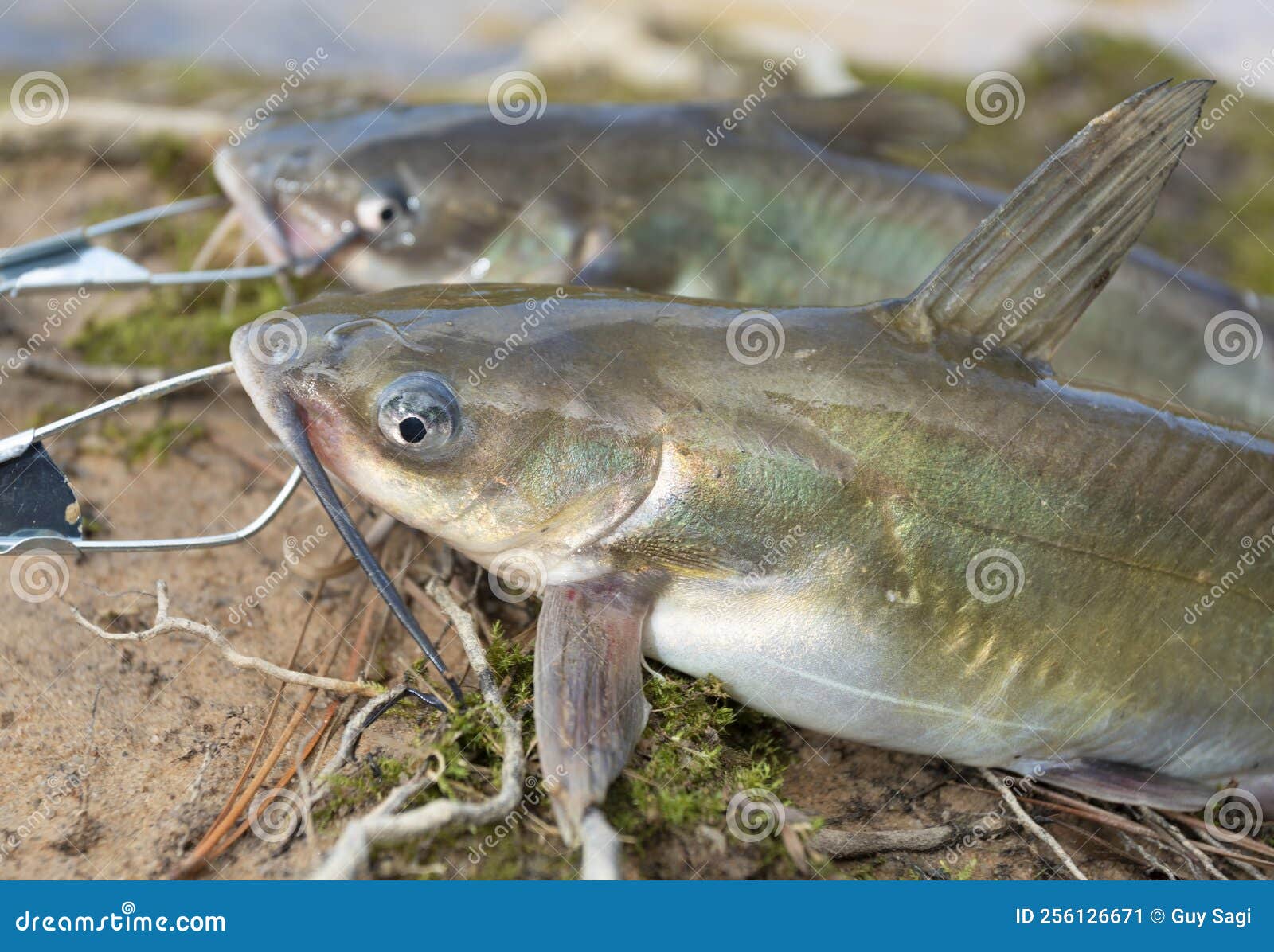 Two Fresh Catfish from the Lake Stock Image Image of animal, water