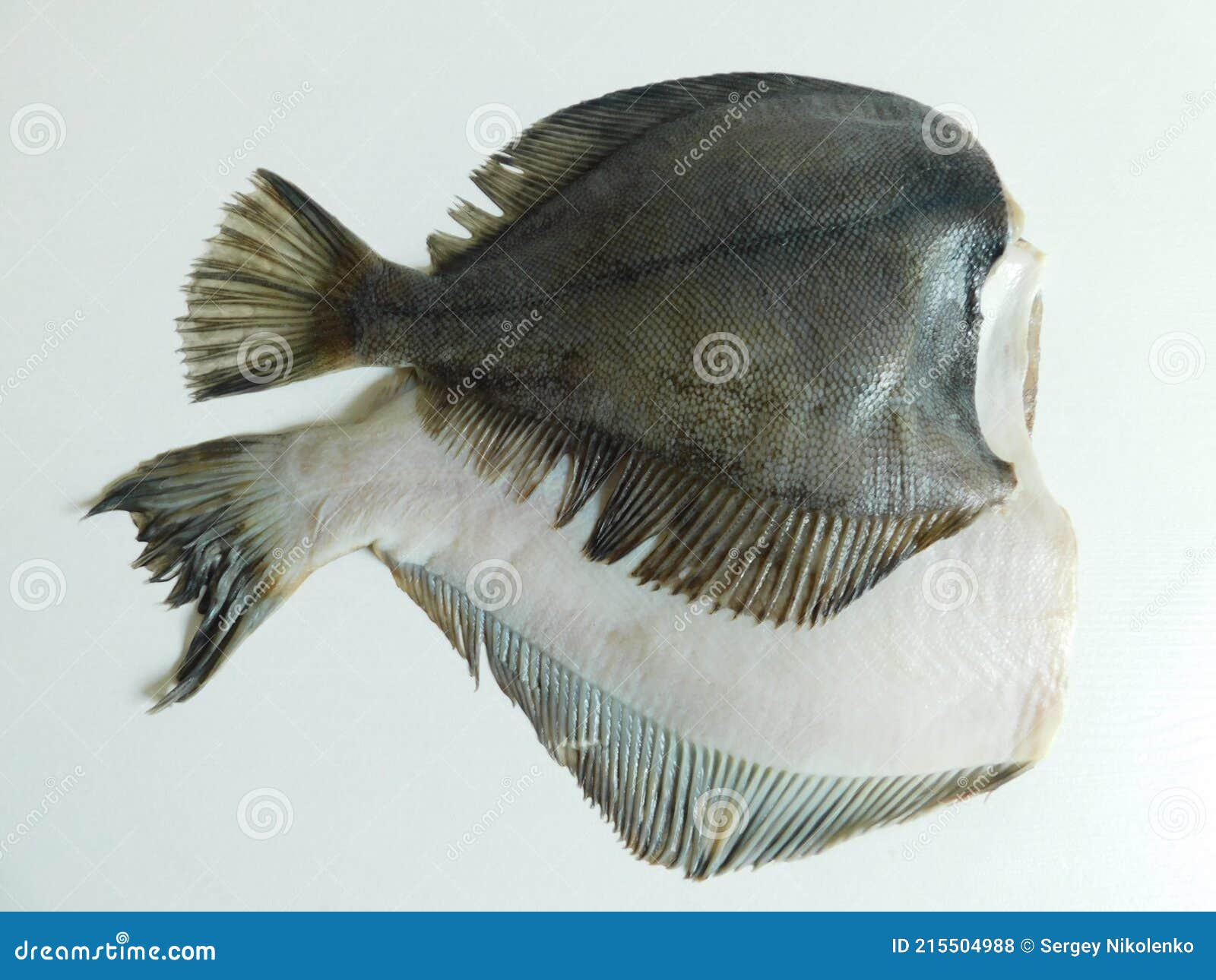 Two Fresh Flounders, Large and Small, before Cooking Stock Photo