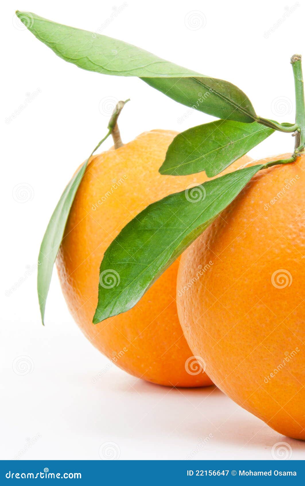 Two Fresh Oranges stock image. Image of grow, closeup 22156647