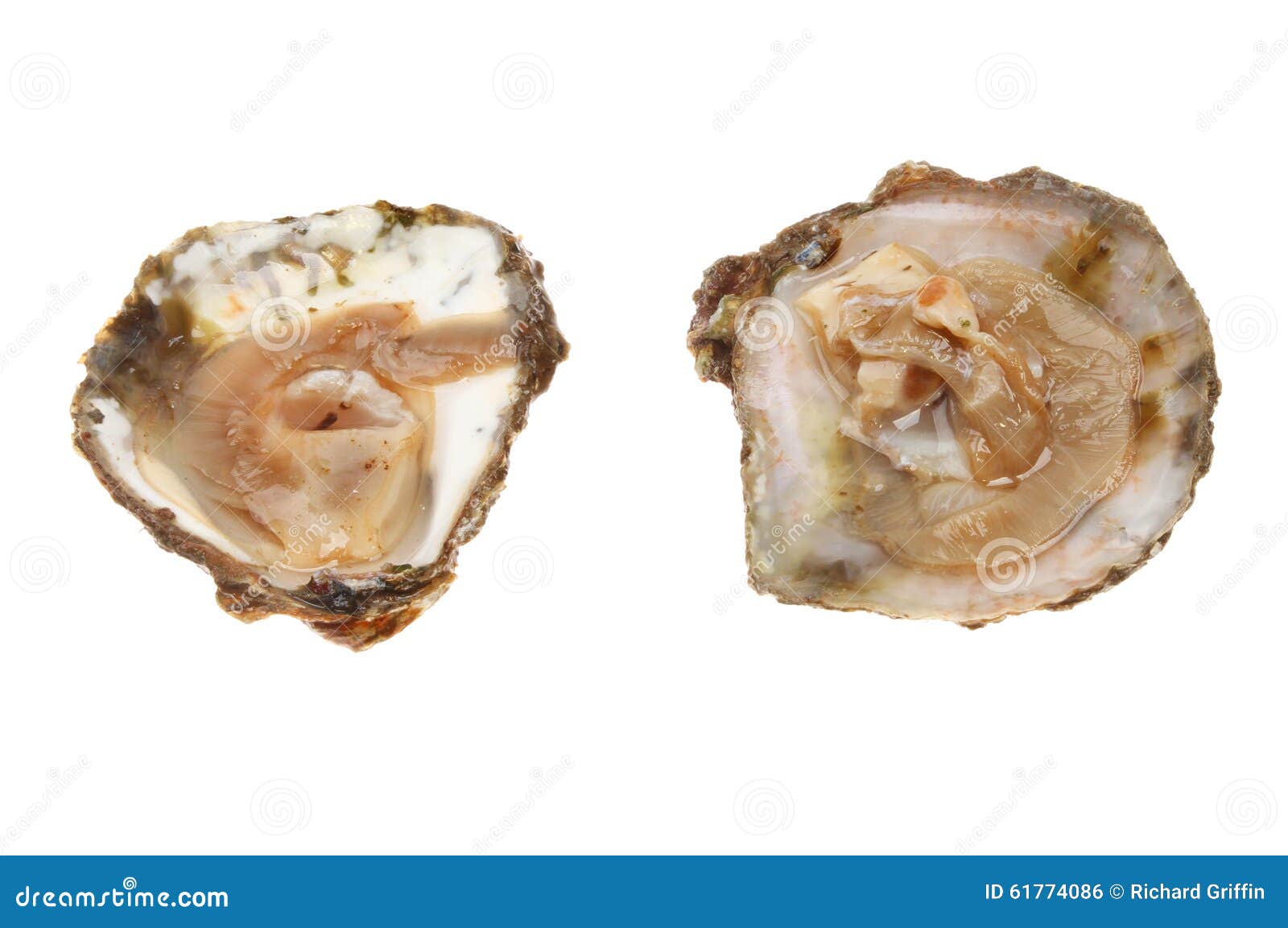 Two fresh oysters stock photo. Image of isolated, shellfish 61774086