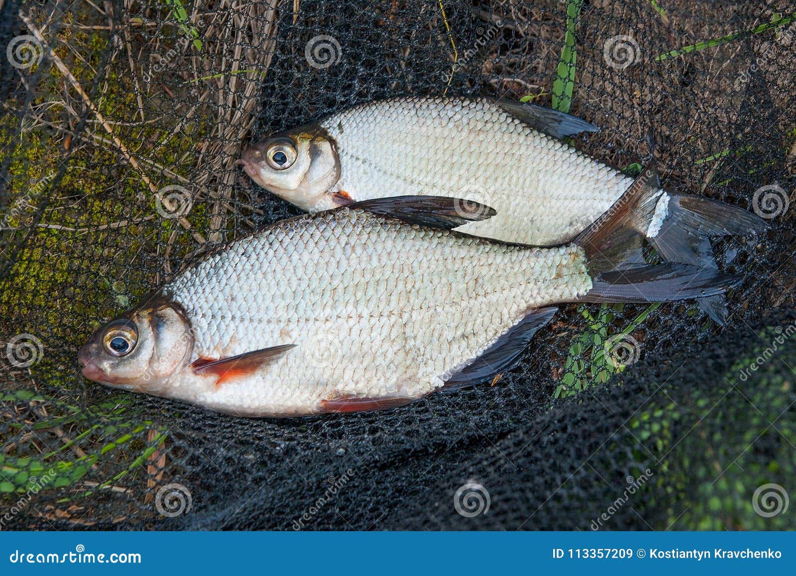 two freshwater fish white bream or silver fish on black fishing