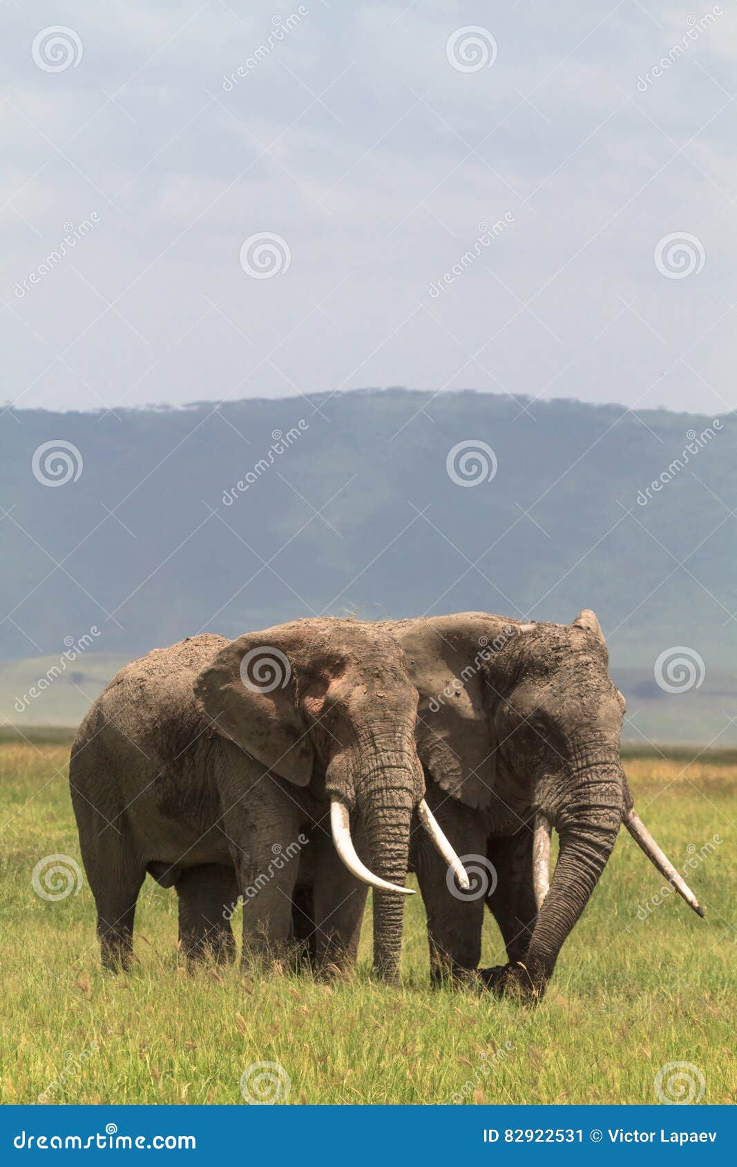 two friend. old elefants from crater ngorongoro.