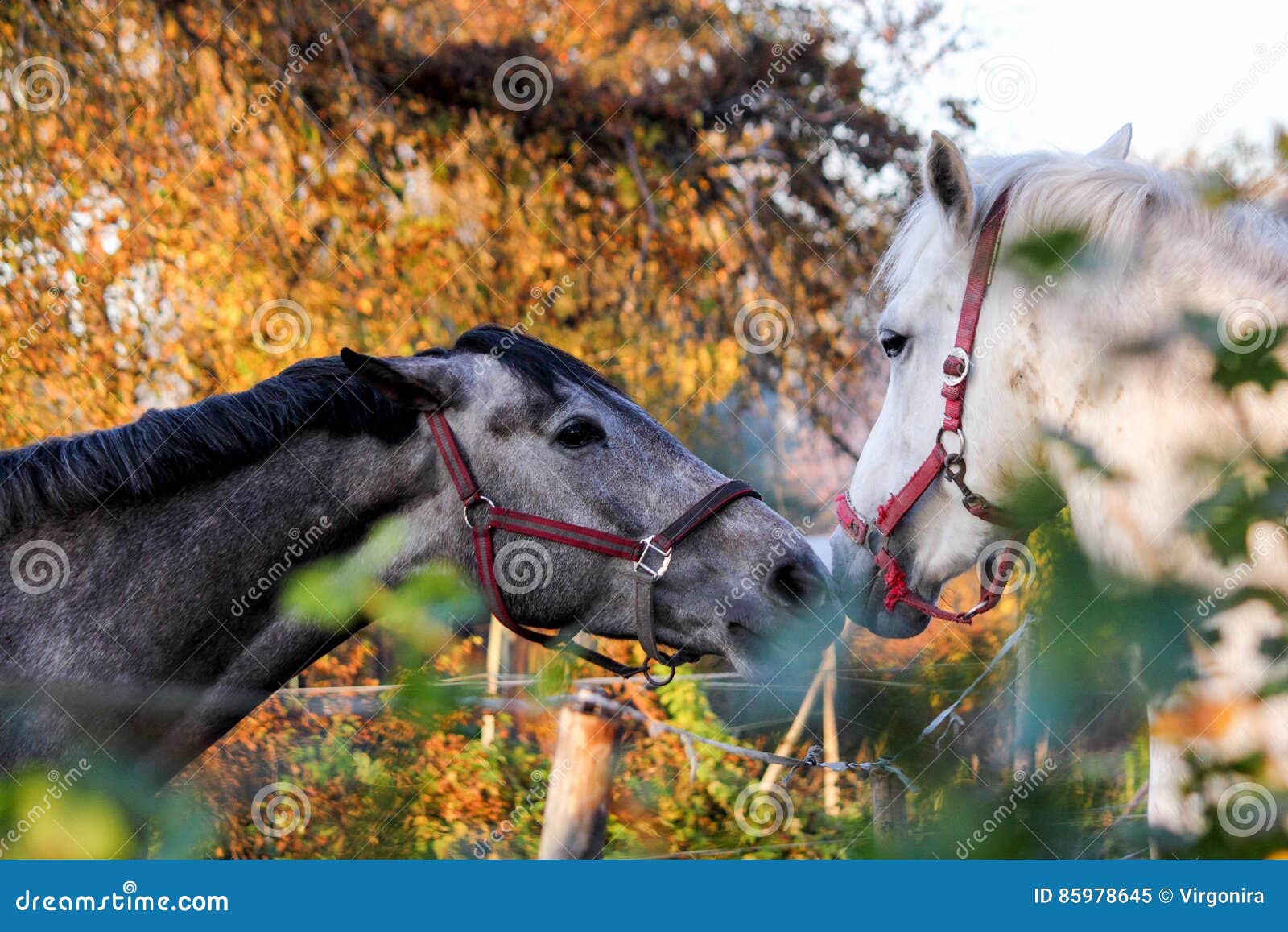Two Friendly Horses Playing with Each Other Stock Image Image of