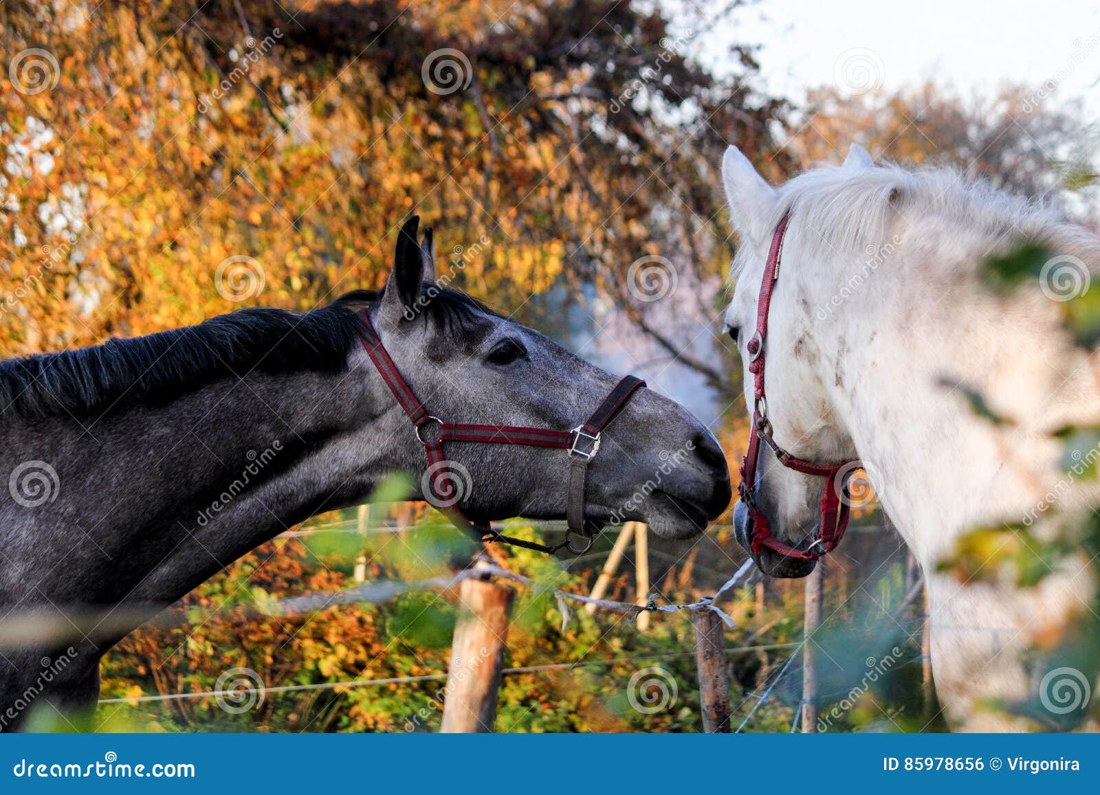Two Friendly Horses Playing with Each Other Stock Photo Image of