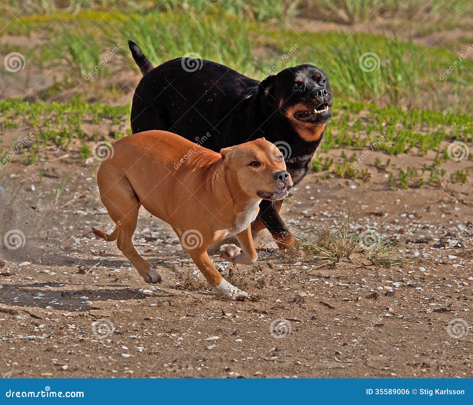 amstaff vs rottweiler