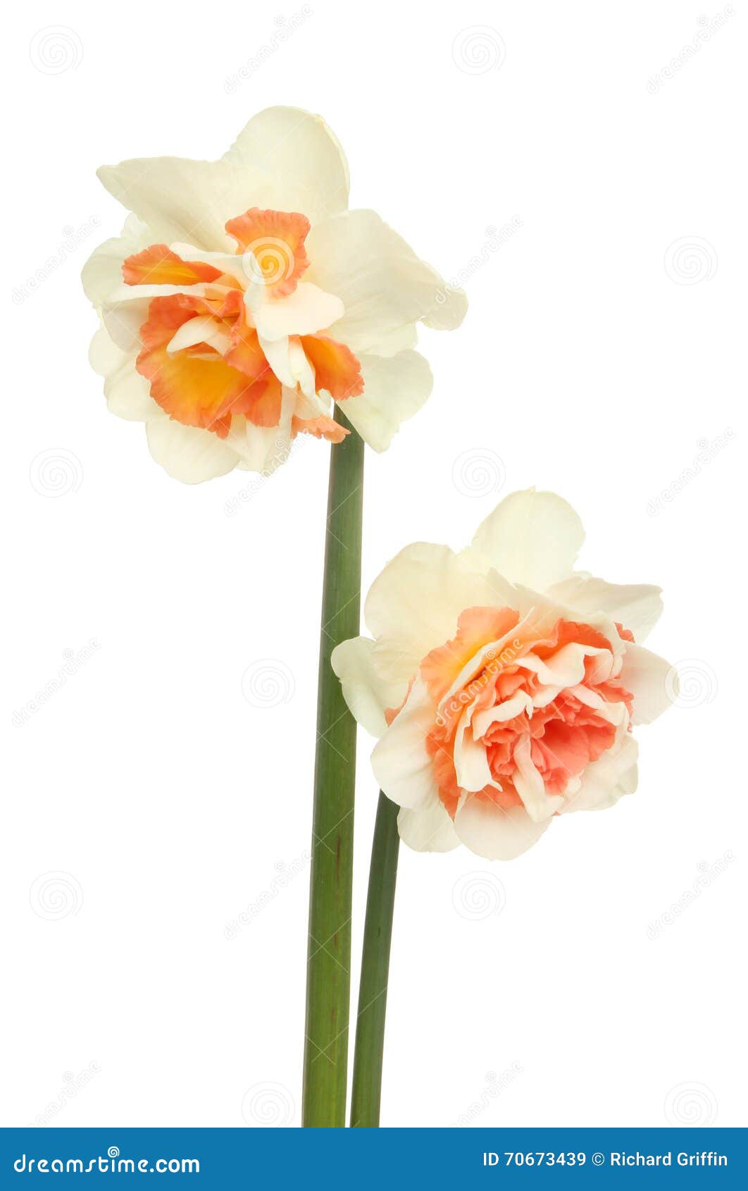 two frilly daffodils