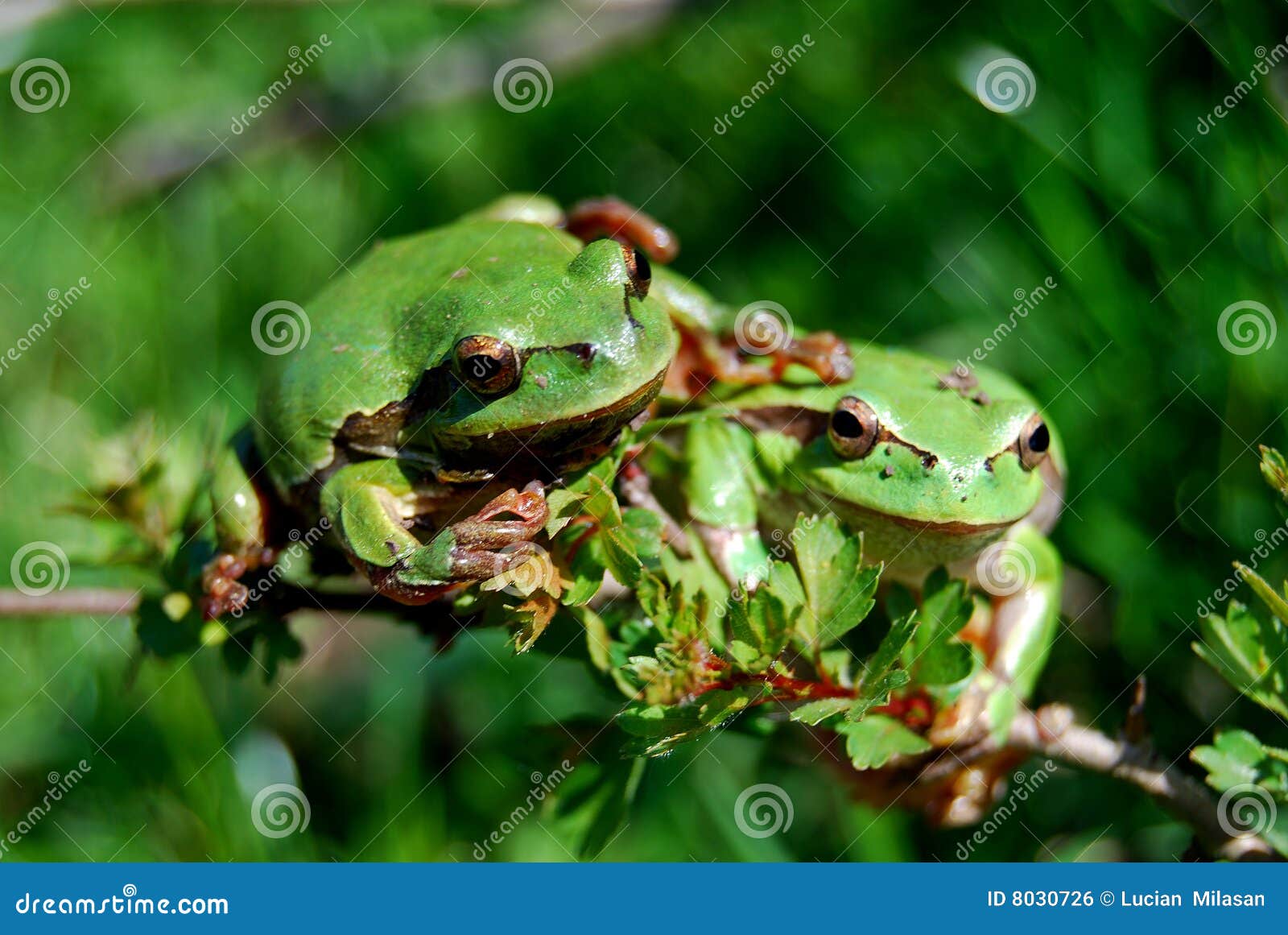 Two Frogs Friendship Royalty Free Stock Image Image 8030726