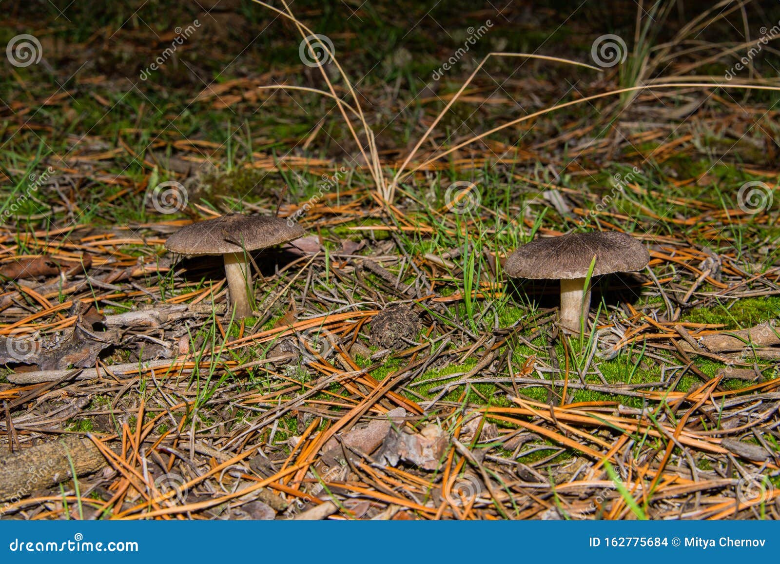 two fungi tricholoma triste grow on grass and moss in a pine forest. mushrooms close up.