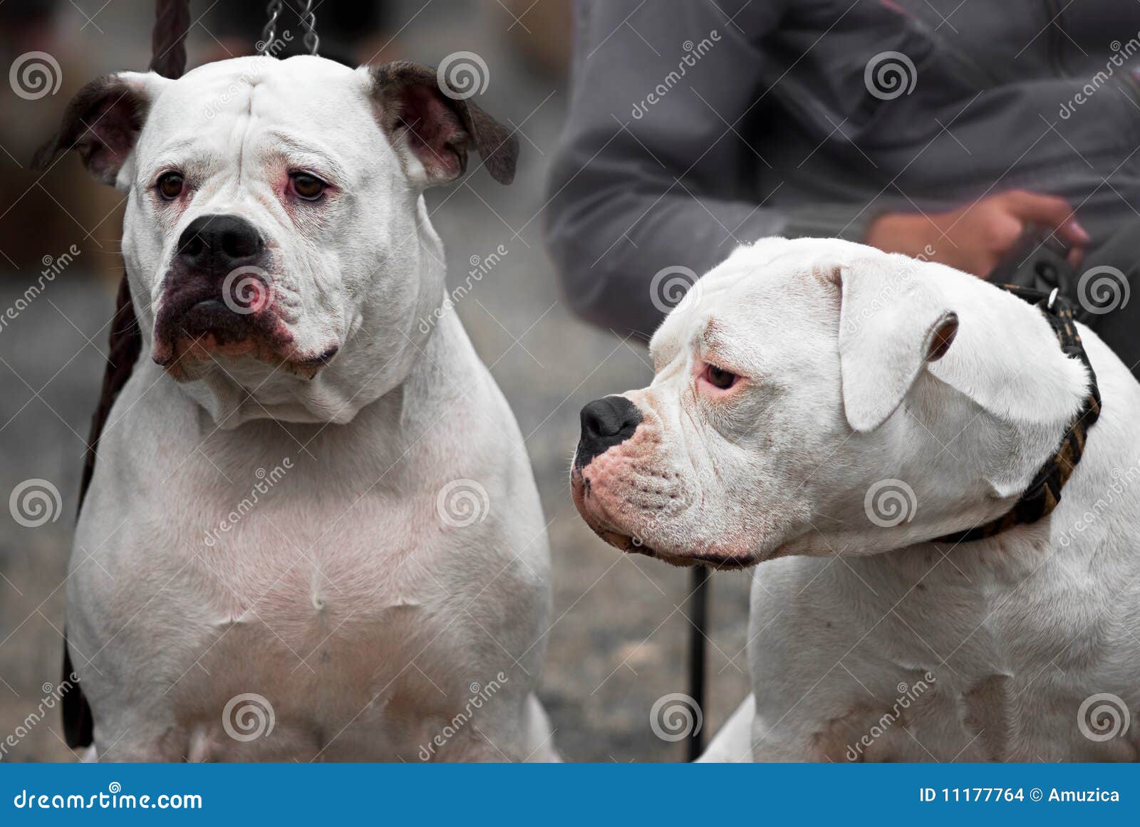 funny american bulldog