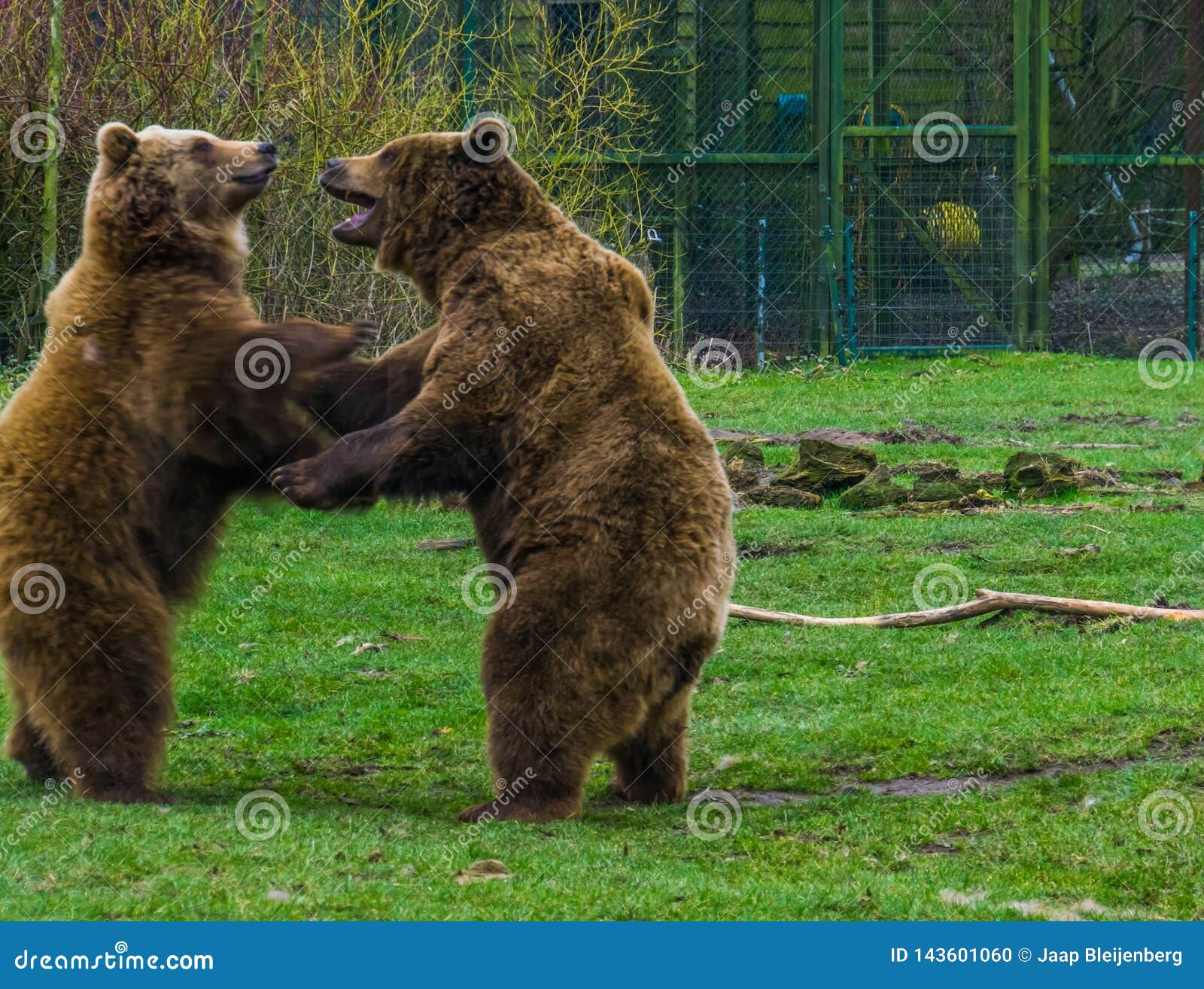 two funny brown bears playing with each other, common animals in eurasia