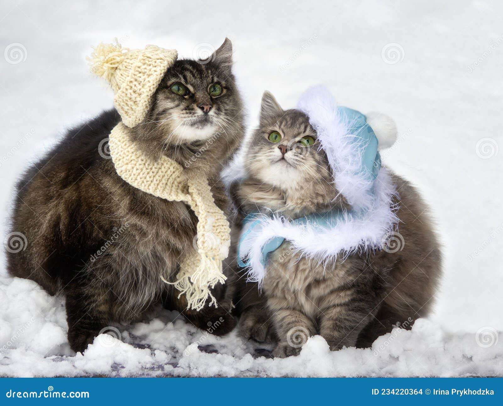 Two Funny Cats Sitting on the Snow Stock Photo - Image of domestic, love:  234220364