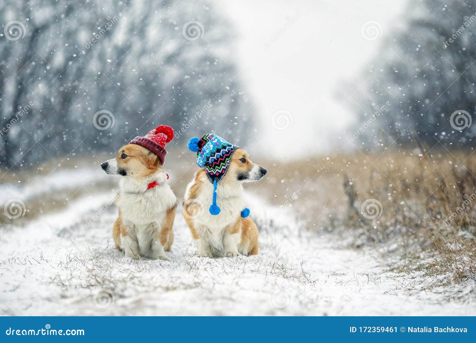 Two Funny Corgi Dog Twin Puppies Sit in the Park in Winter in ...