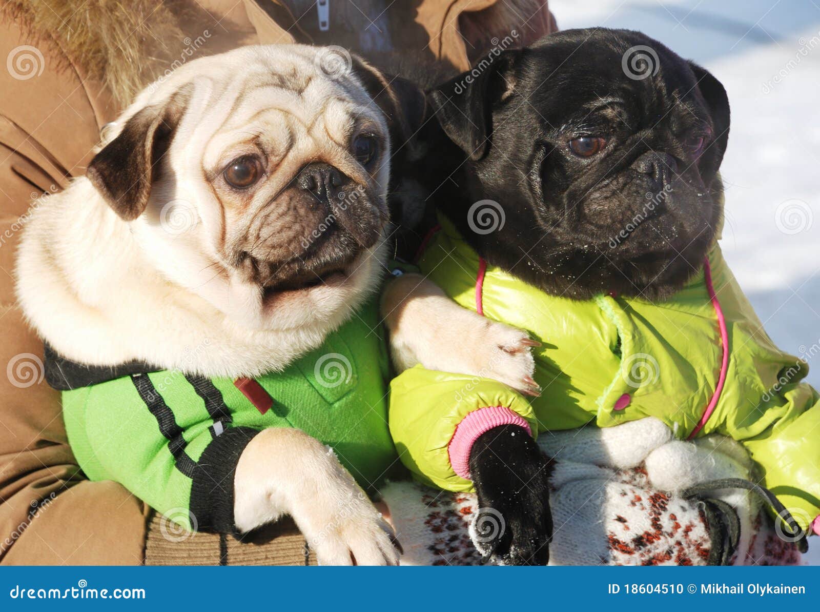 Two funny dog clothes stock photo. Image of master, closeup 18604510