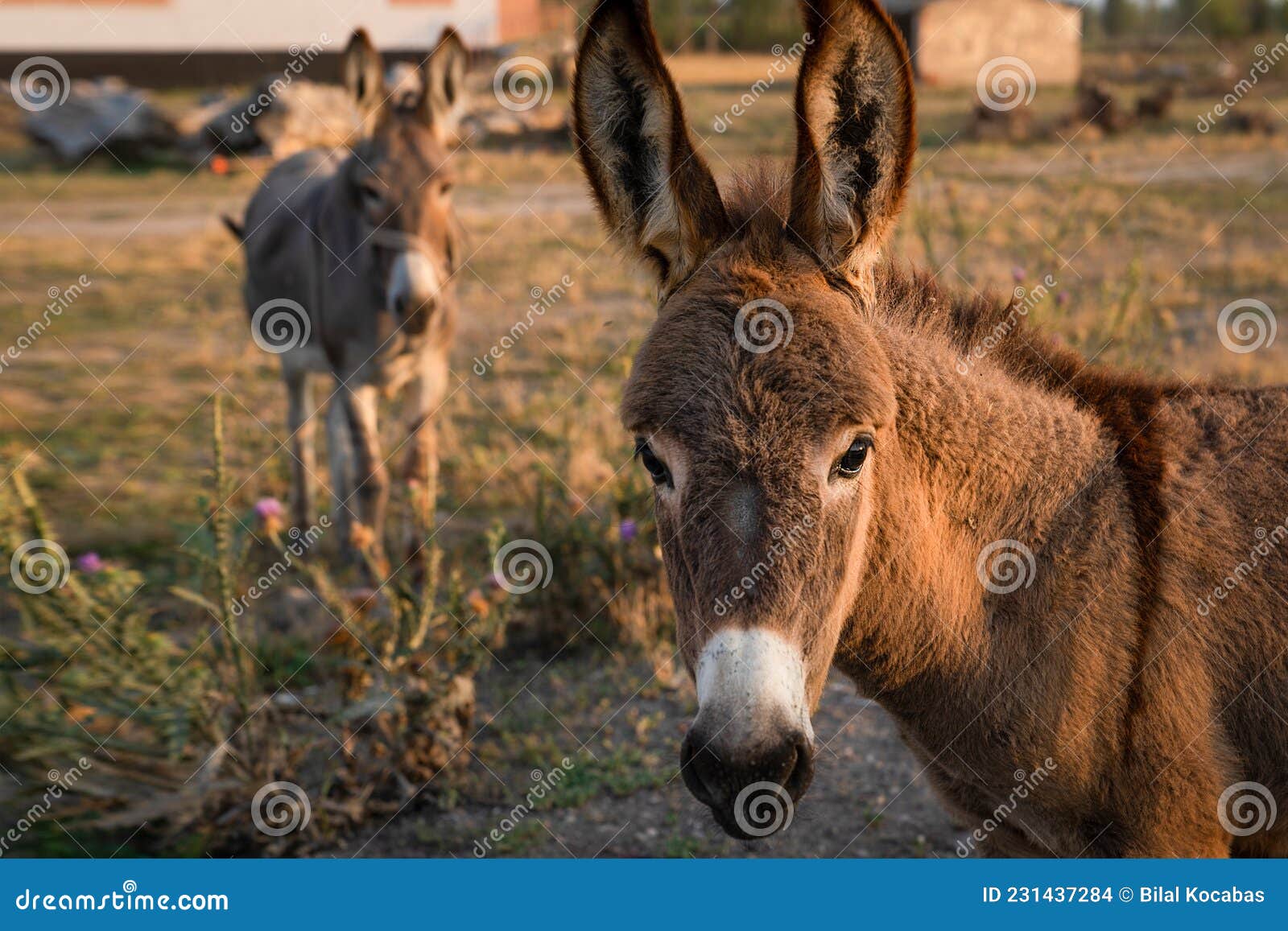 Two Funny Donkeys Looking At Camera. Donkeys In Farm Behind Fence