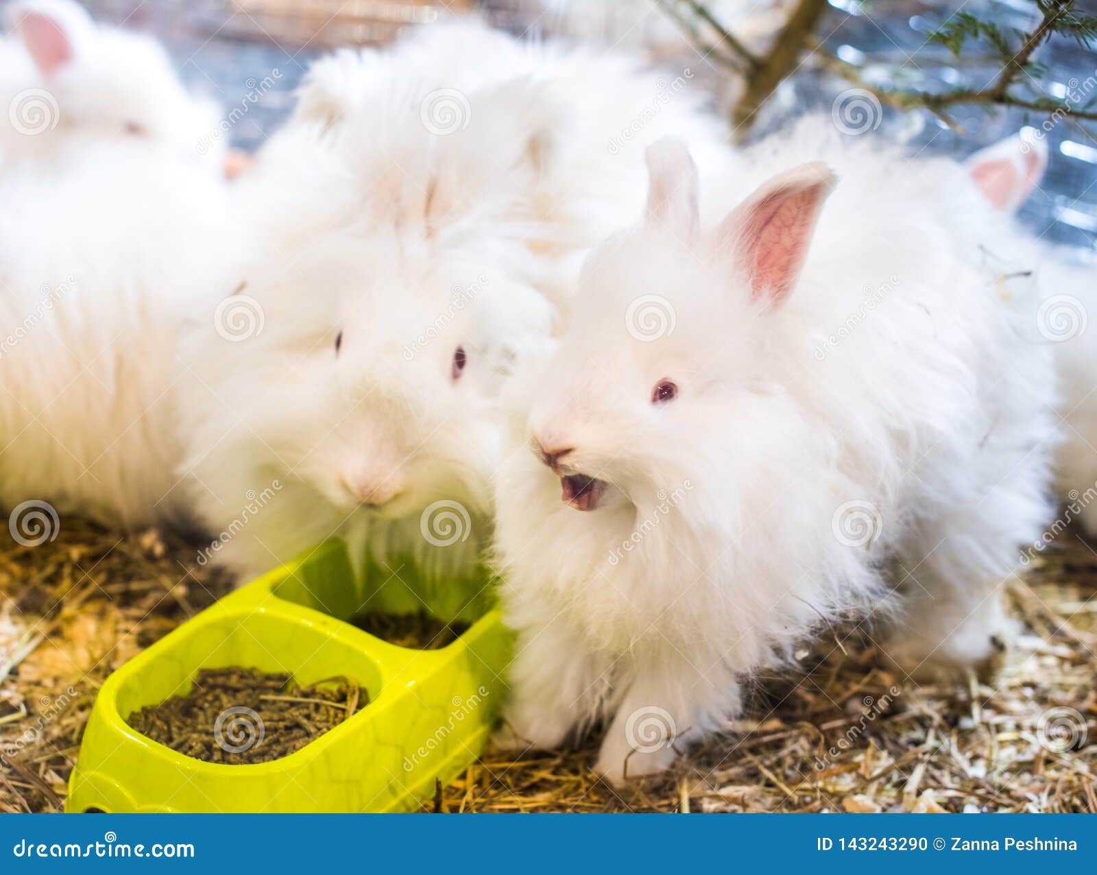angora rabbit bedding