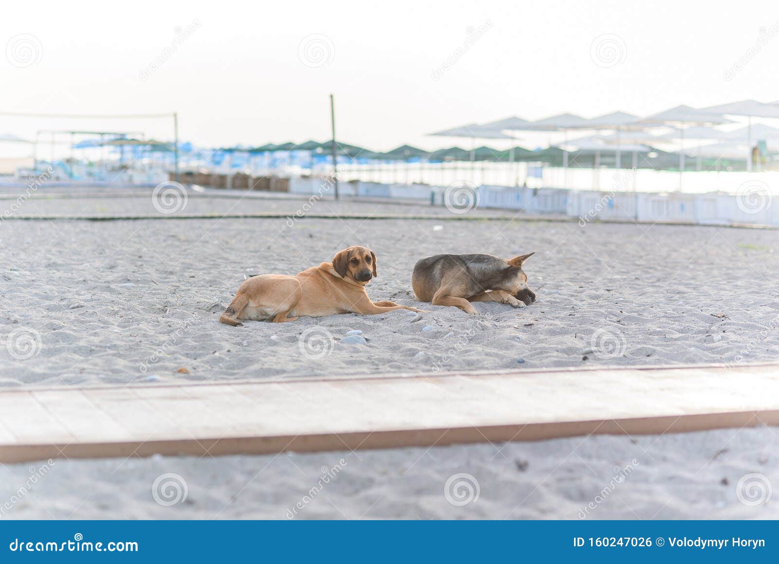 Two Friendly Dogs Relax On Sandy Tropical Beach Near The Blue Sea. Stock Photo - Image of ...