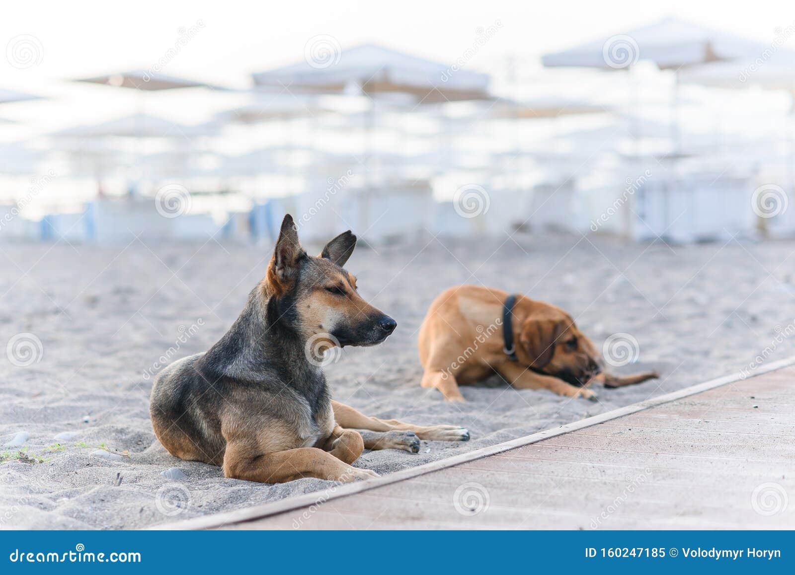 Two Friendly Dogs Relax On Sandy Tropical Beach Near The Blue Sea. Stock Image - Image of ocean ...