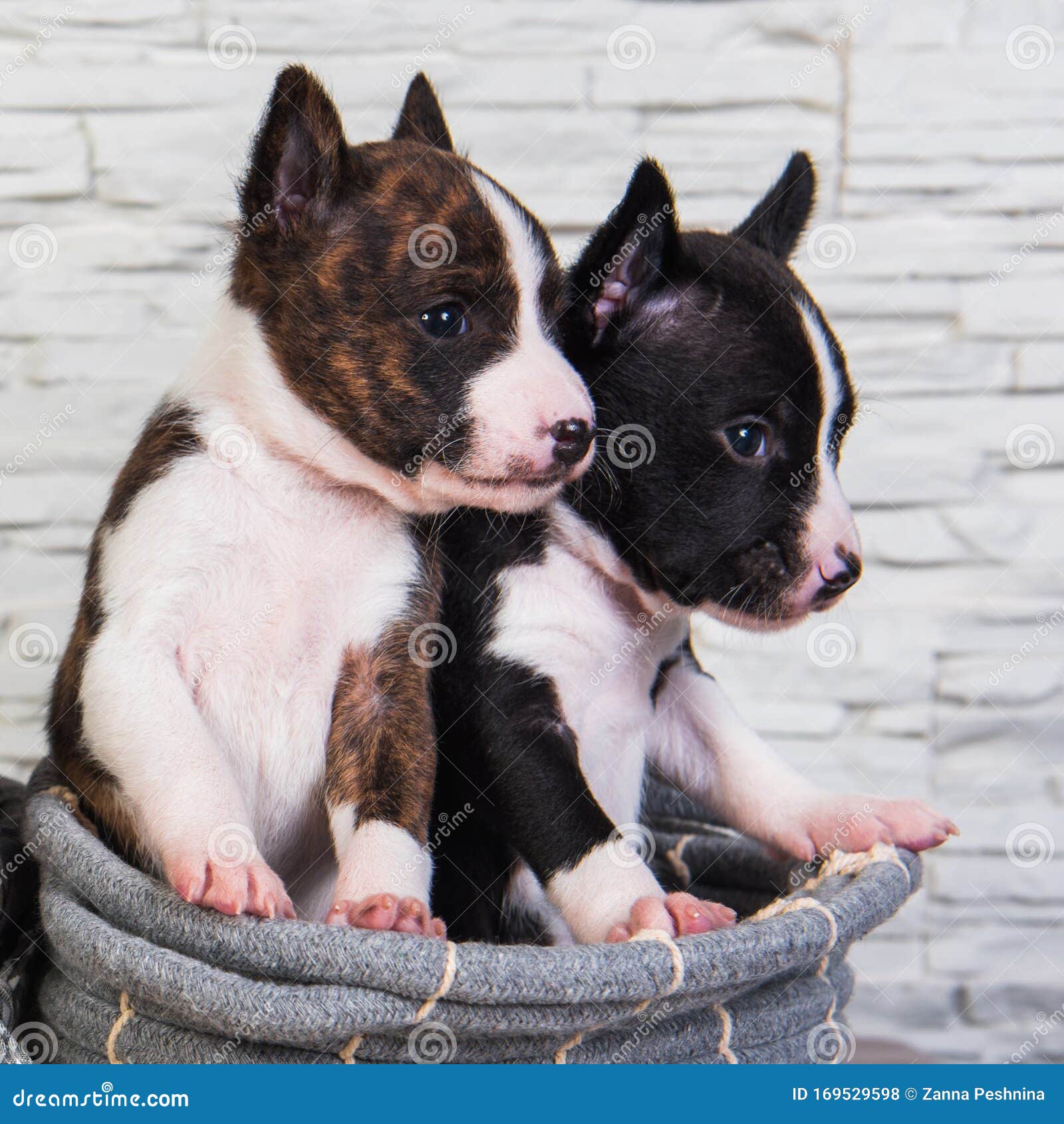 Two Funny Small Babies Basenji Puppies Dogs Stock Photo - Image of event,  breed: 169529598