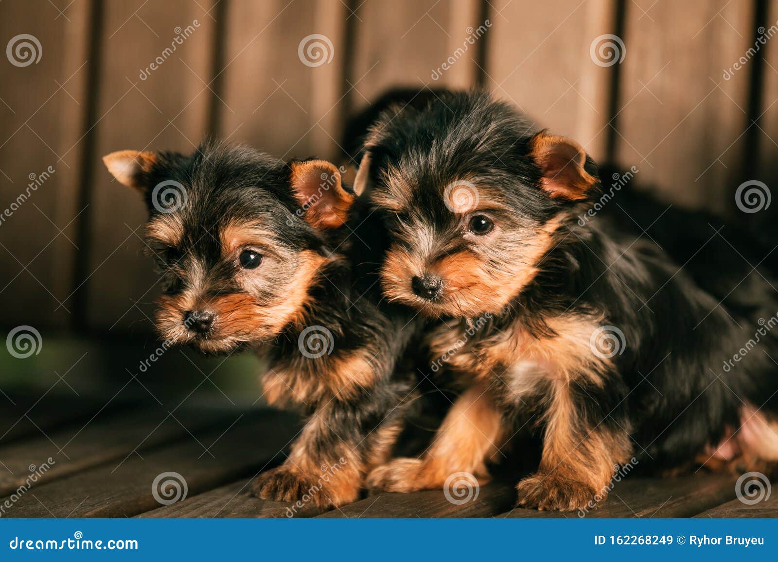 small yorkie puppies
