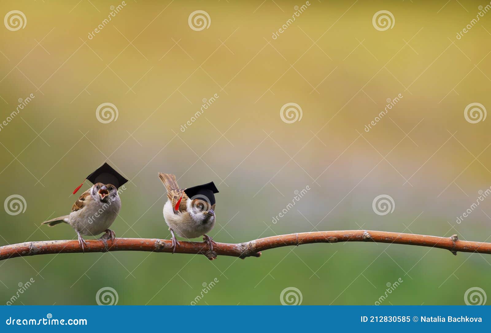 two funny sparrow birds are sitting in the spring garden in the student hats of the confederacy