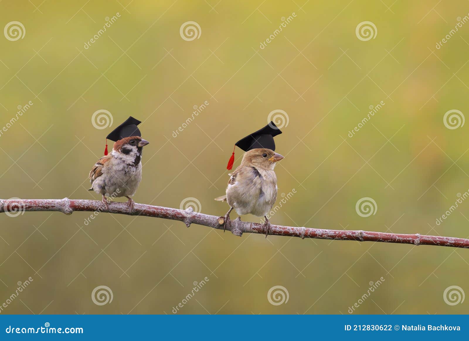 two little funny sparrow birds are sitting in the spring garden in the student hats of the confederacy