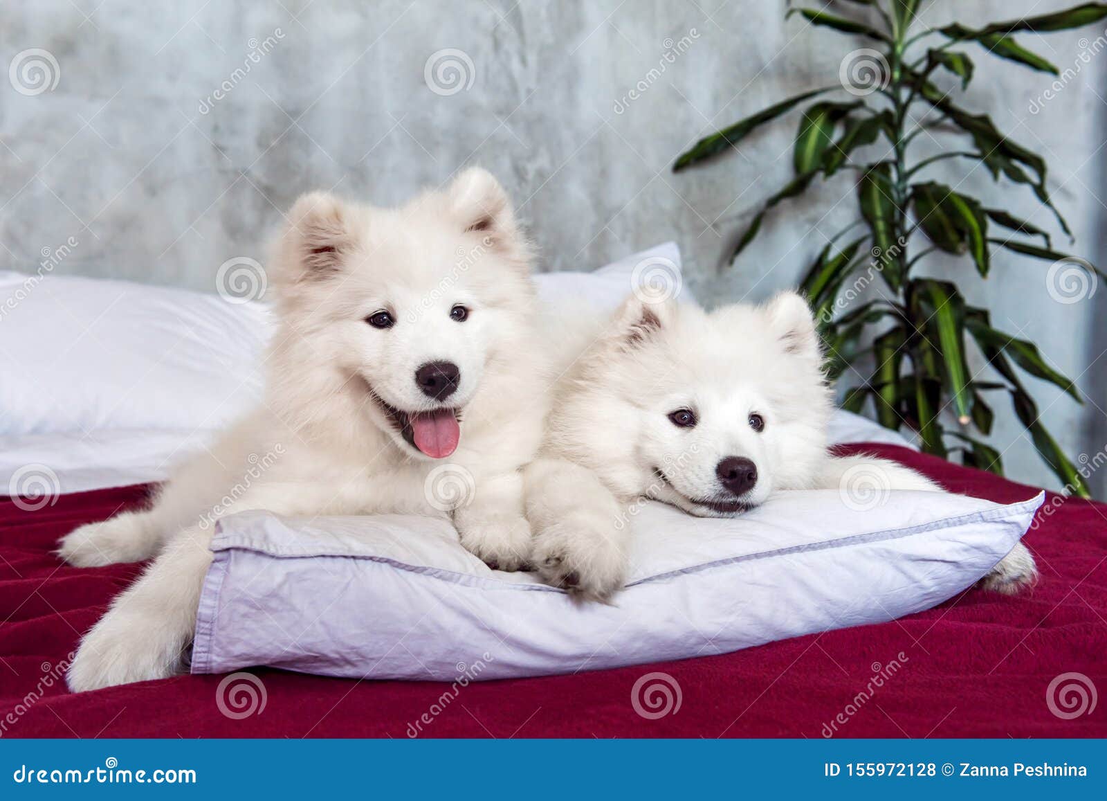 79+ Samoyed Husky Mix Samoyed White Fluffy Dog