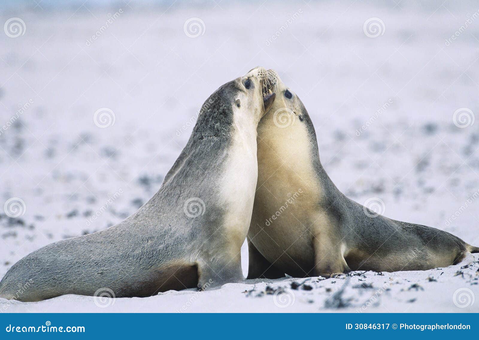 two fur seals bonding on beach