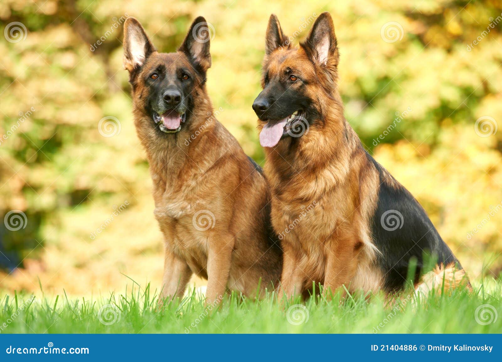 Two German Shepherd Dog stock photo. Image of adorable 21404886
